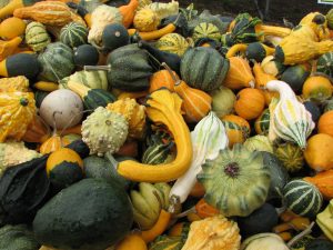 a pile of green, orange, and yellow gourds