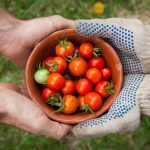 2 people hold bowl of cherry tomatoes