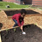 Young boy digs holes in Whittaker branch garden.