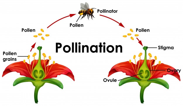 Bees and Pollination - Ypsilanti District Library