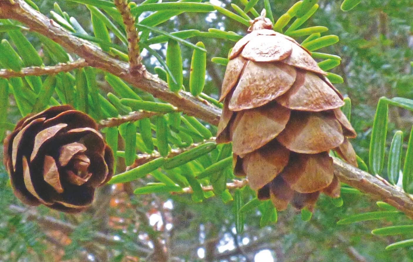 types of pine cones
