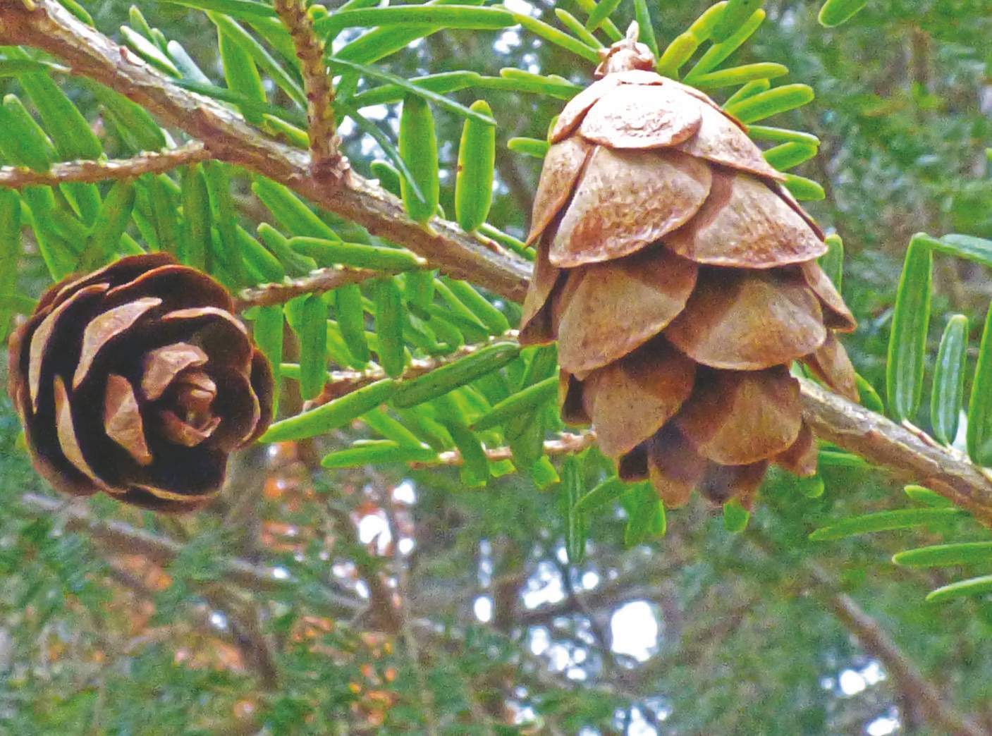 Pine Cone Pick (Set of 2)