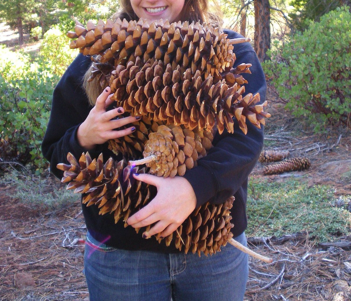 Things to Do with Pine Cones - Turning the Clock Back