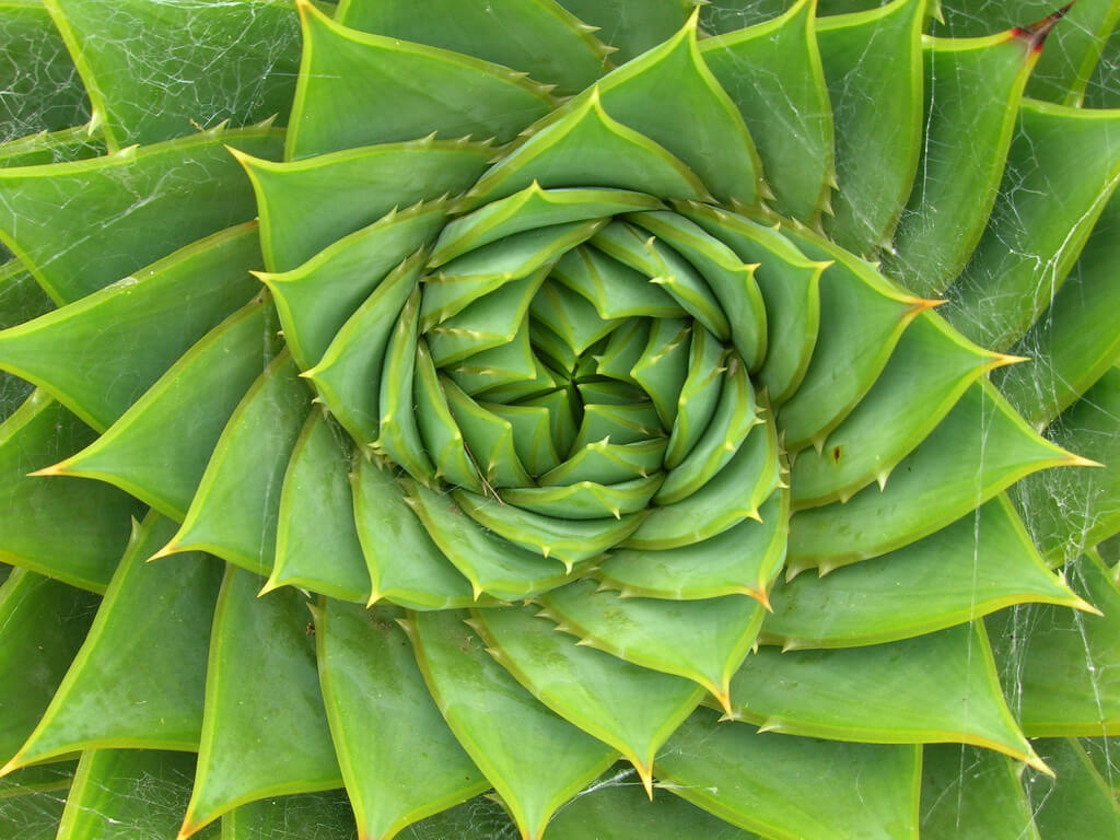 Aloe-Vera-Fibonacci