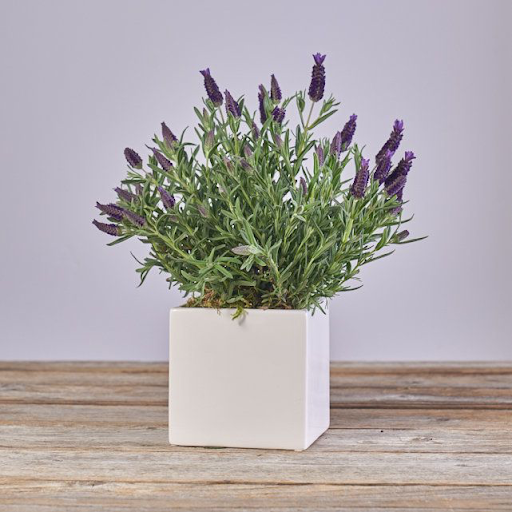 LAVENDER