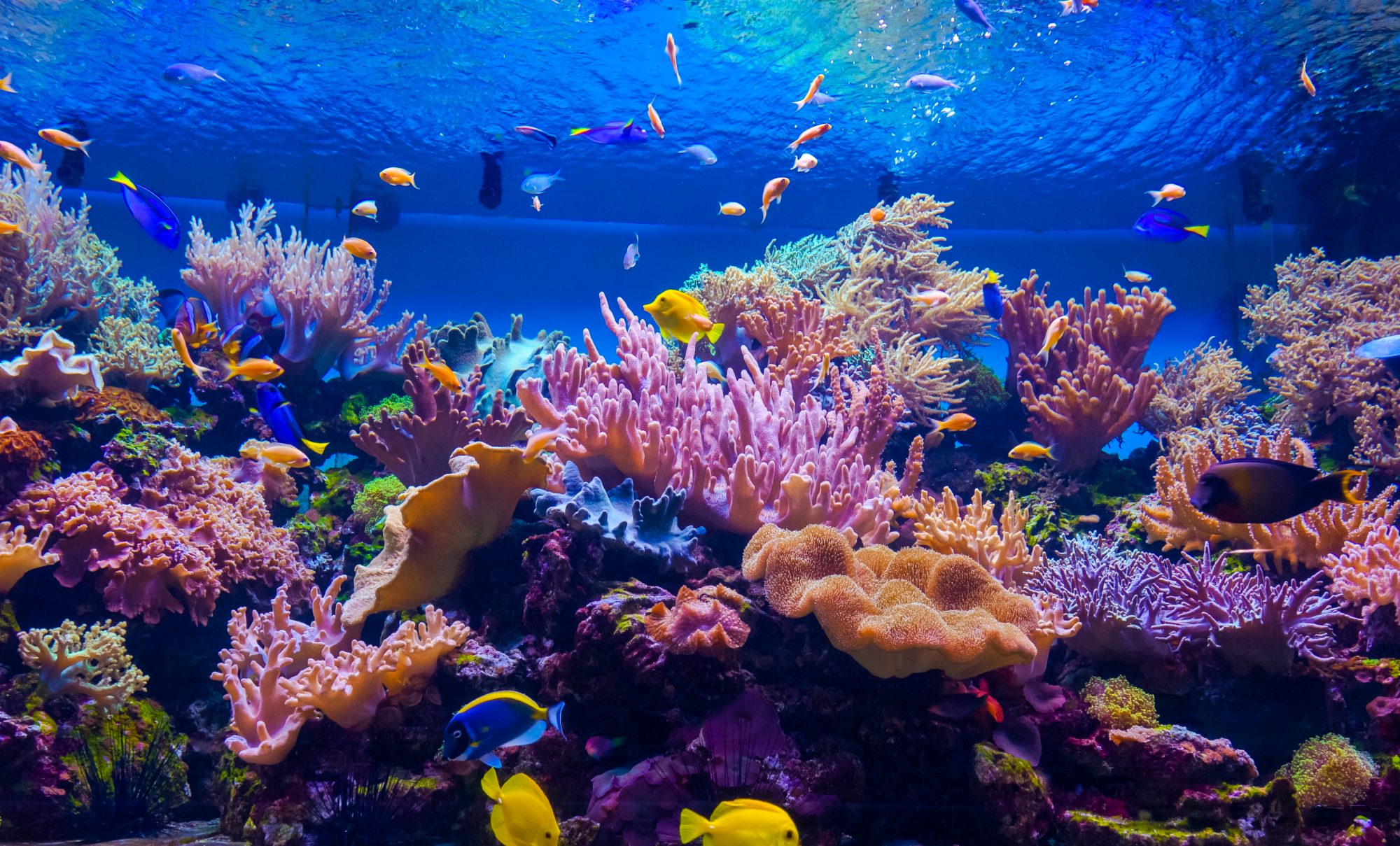 coral-reef