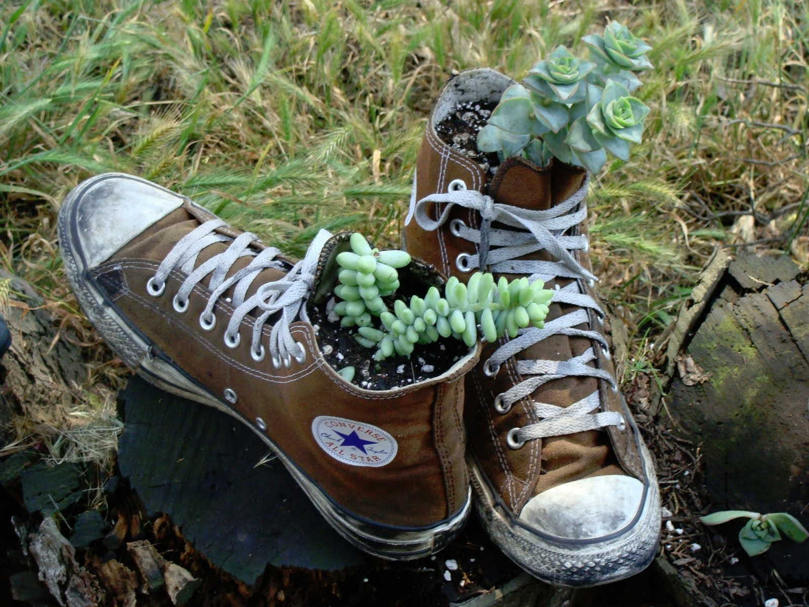 shoe planter