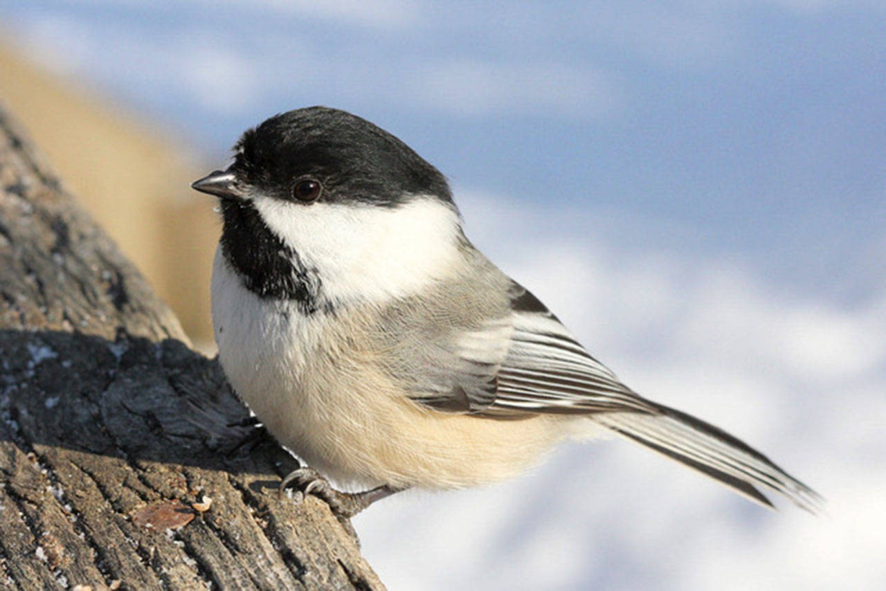 20765156_web1_web-BirdTales-SEQ-200311_1