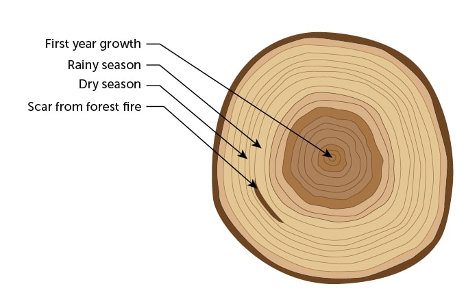 Garden Gatherings: Dendrochronology - Ypsilanti District Library