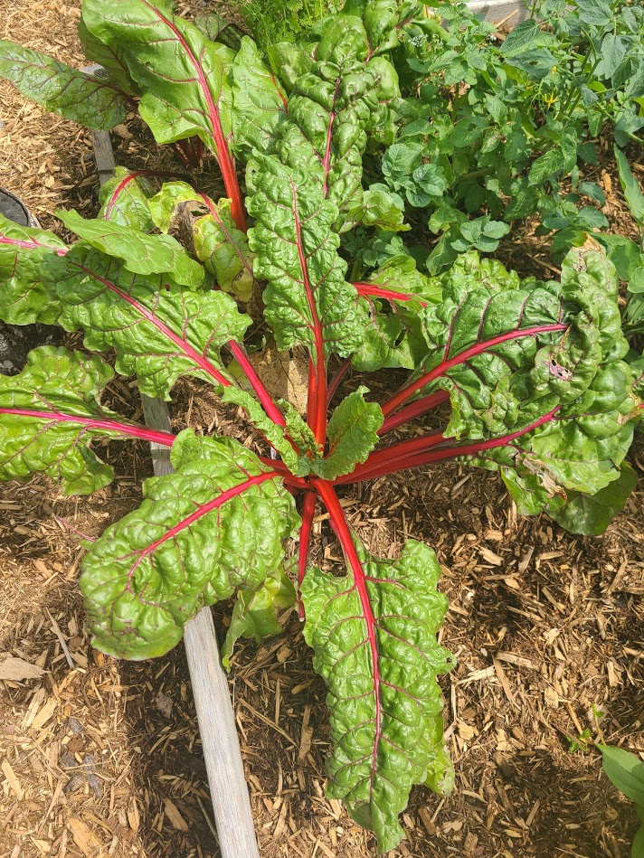 chard 7-8-21