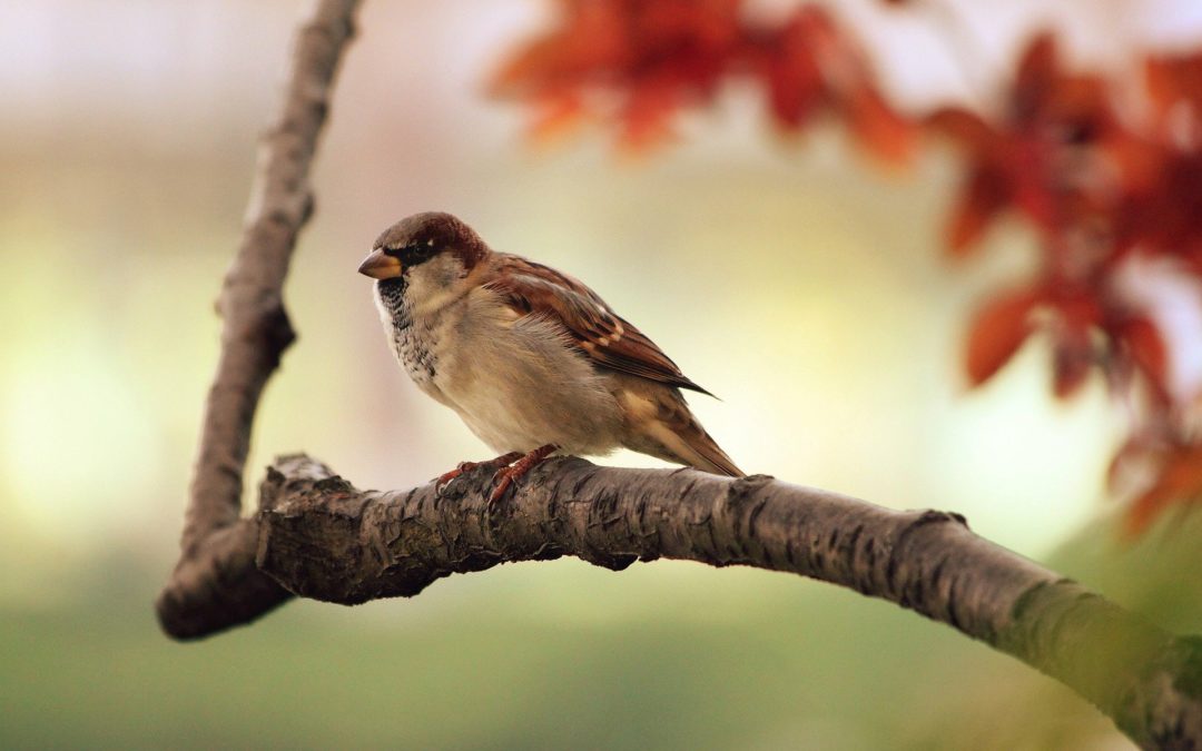 Help Fund Bird-Friendly Glass at Superior