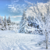 A clearing of trees covered in snow